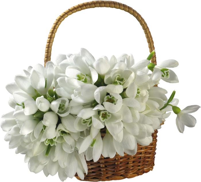 fiori bianchi 