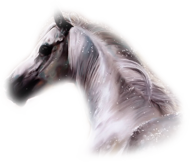 cavallo-stellato-1