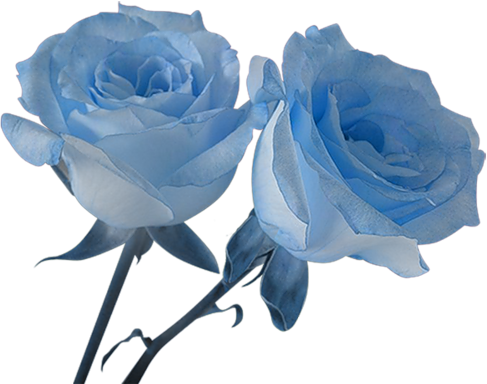 rose-azzurre